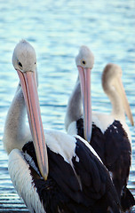 Image showing three pelicans