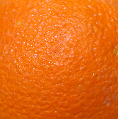 Image showing Orange fruit (Citrus)