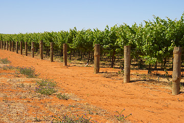 Image showing grape vines