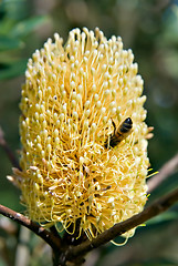 Image showing bee and the banksia