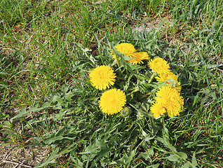 Image showing Yellow Common Dandelion flower