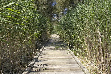 Image showing boardwalk