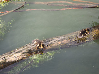 Image showing Baby duck birds