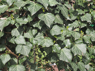 Image showing Green Ivy plant