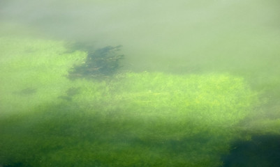 Image showing Green Algae underwater