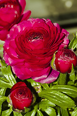 Image showing ranunculus 