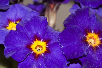 Image showing primroses