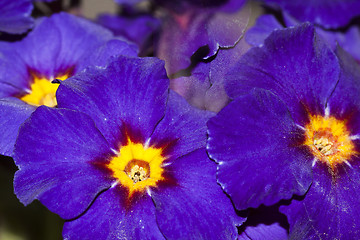 Image showing primroses