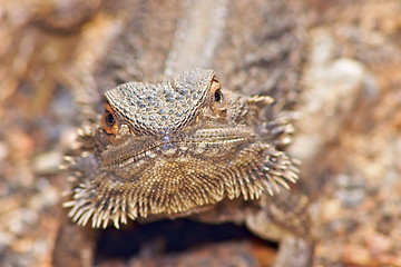 Image showing lizard looking into camera