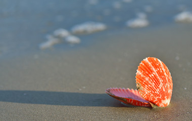 Image showing Shell on a sandy beach