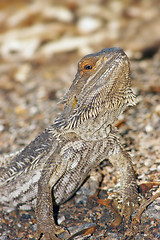 Image showing central bearded dragon