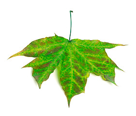 Image showing Multicolor maple-leaf on white