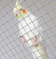 Image showing White bird in a cage