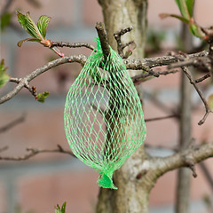 Image showing Tallow bird food (empty net) 