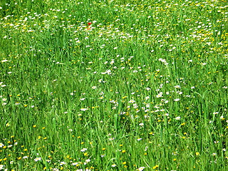 Image showing Green fields