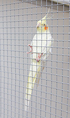 Image showing White bird in a cage