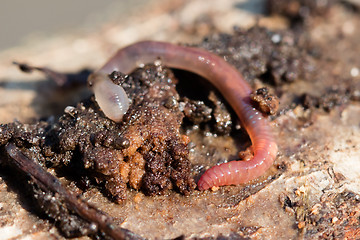 Image showing Earthworms on a piece of wood, selective focus