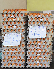Image showing Eggs in Trays