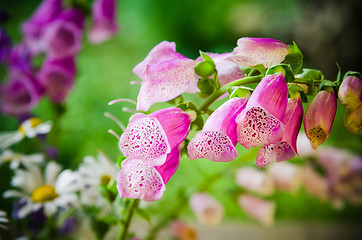 Image showing Bouquet of beautiful summer flowers, close-up  