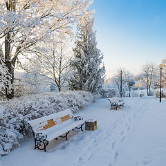 Image showing A beautiful city park with trees covered with hoarfrost