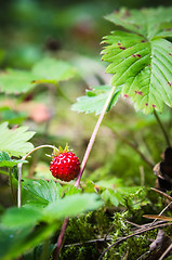 Image showing Ripe strawberries in the forest, close-up