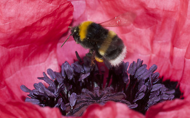 Image showing bumble bee in flight