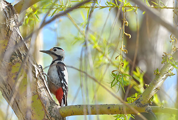 Image showing Great spotted Woodpecker