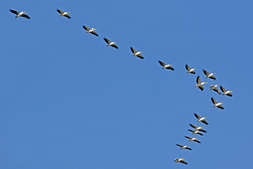 Image showing Pelicans flying against the sky