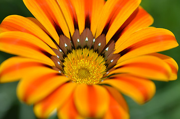 Image showing Beautiful flower in a meadow