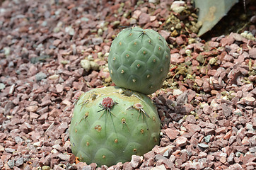 Image showing Cactus planted in a botanical garden.