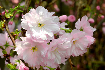 Image showing Sakura, the famouse flower of Japan