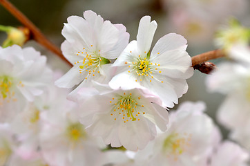 Image showing Beautiful Cherry blossom