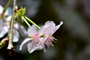 Image showing Beautiful Cherry blossom