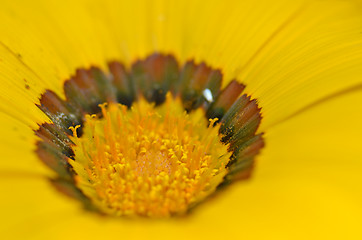 Image showing Beautiful flower in a meadow