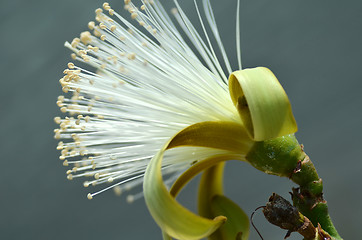 Image showing Detail flower of shaving bush tree 