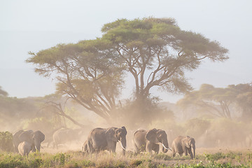 Image showing Elephants in front of Kilimanjaro, Amboseli, Kenya