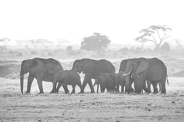 Image showing Herd of elephants in Amboseli National park Kenya