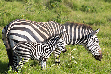 Image showing Mother and foal zebra, Equus quagga.