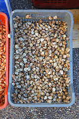 Image showing Snails