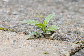 Image showing Weed growing in the cracks between patio stones
