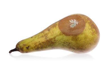 Image showing Close up of a pear with white area of fungus growing on it