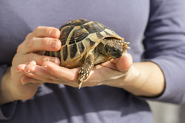 Image showing Turtles in the hands of a woman