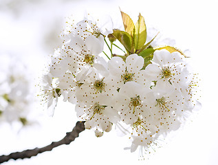 Image showing Cherry blossom in full bloom