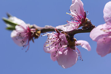 Image showing Cherry blossom in full bloom