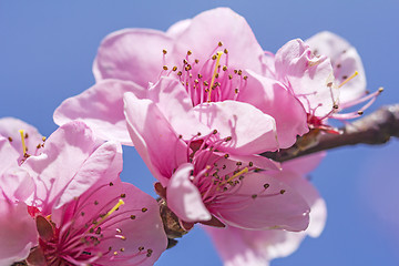 Image showing Cherry blossom in full bloom