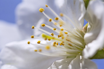 Image showing Cherry blossom in full bloom