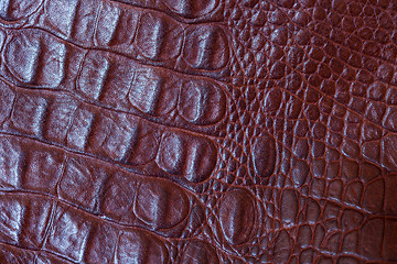 Image showing crocodile leather close up