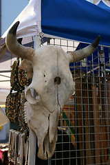 Image showing skull of bull