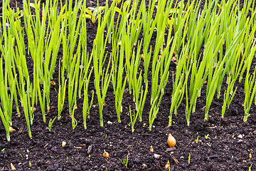 Image showing Garden green onion bed