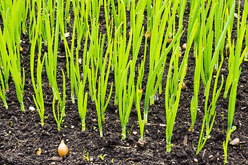 Image showing Bed with green onion